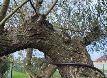 Éclairage d'Ambiance (6)